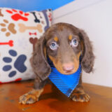 Jett Dachshund 02