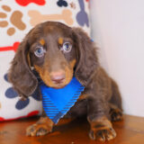 Jett Dachshund 04