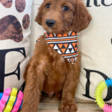 Johann Miniature Goldendoodle 01