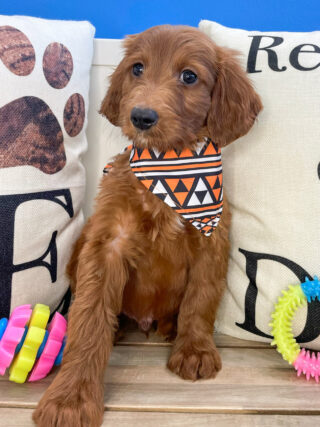 Johann Miniature Goldendoodle 01