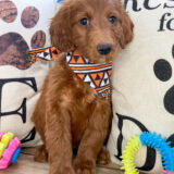 Johann Miniature Goldendoodle 02