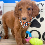 Johann Miniature Goldendoodle 03