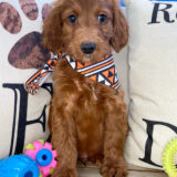 Johann Miniature Goldendoodle 04
