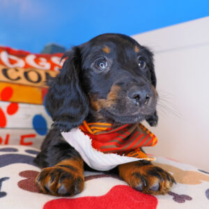 Leonardo Dachshund 01