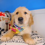 Logie - Golden Retriever 01