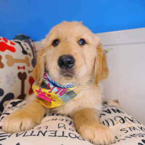 Logie - Golden Retriever 01