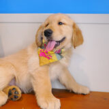 Logie - Golden Retriever 02