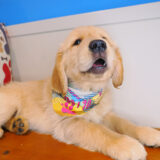 Logie - Golden Retriever 03