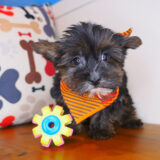 Lyle Yorkiepoo 01