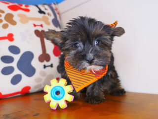 Lyle Yorkiepoo 01