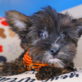 Lyle Yorkiepoo 02