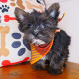 Lyle Yorkiepoo 03