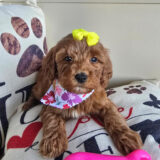 Lyra Miniature Goldendoodle 03