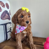 Lyra Miniature Goldendoodle 04