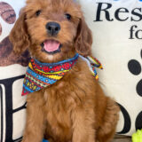 Nathan Miniature Goldendoodle 01