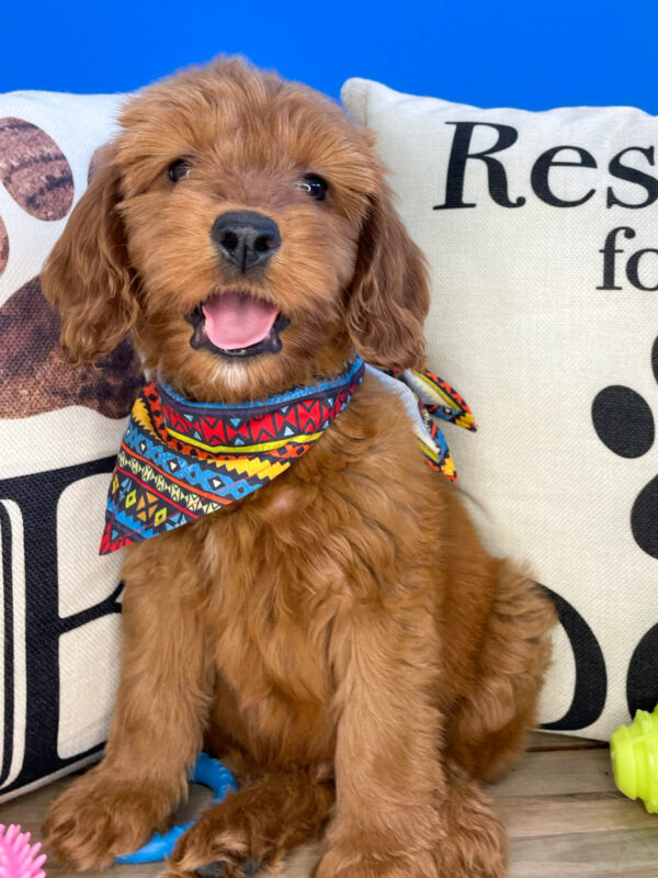 Nathan Miniature Goldendoodle 01