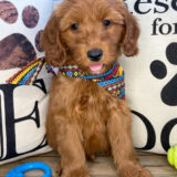 Nathan Miniature Goldendoodle 02