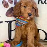 Nathan Miniature Goldendoodle 04