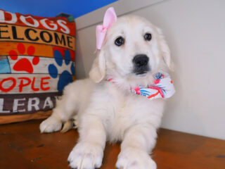 Nina Golden Retriever 01