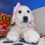 Nina Golden Retriever 02