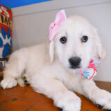 Nina Golden Retriever 03