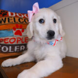 Nina Golden Retriever 04