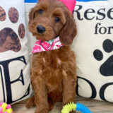 Nita Miniature Goldendoodle 01