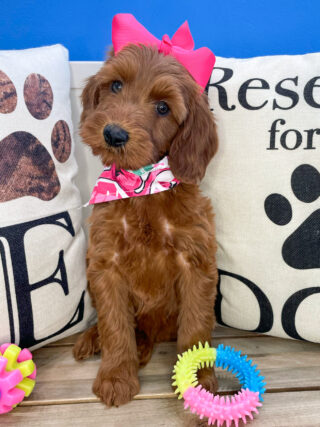 Nita Miniature Goldendoodle 01