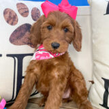 Nita Miniature Goldendoodle 03