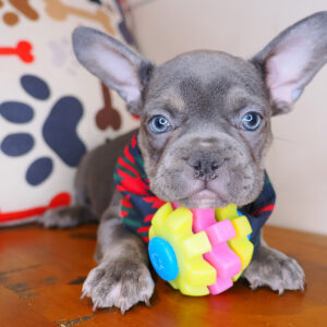 Nomad French Bulldog 01