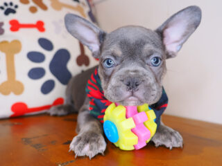 Nomad French Bulldog 01