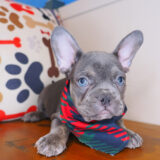 Nomad French Bulldog 03