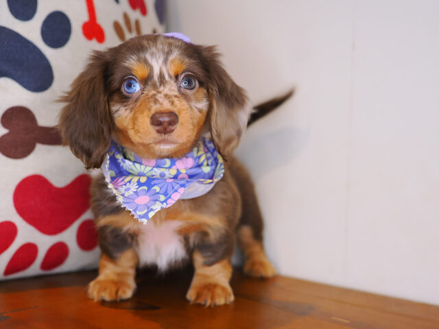 Penelope Dachshund 02