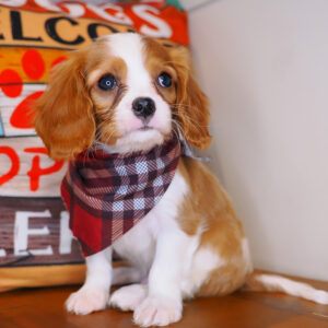 Pesto Cavalier king Charles Spaniel 01