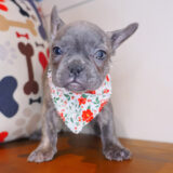 Putty French Bulldog 02