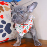 Putty French Bulldog 03