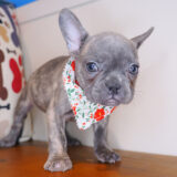 Putty French Bulldog 04