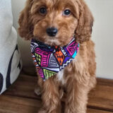 Reggie Miniature Goldendoodle 04