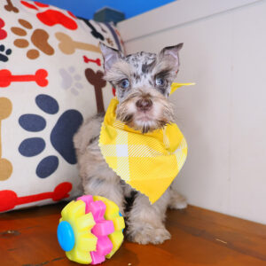 Robert Miniarure Schnauzer 01