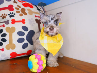 Robert Miniarure Schnauzer 01