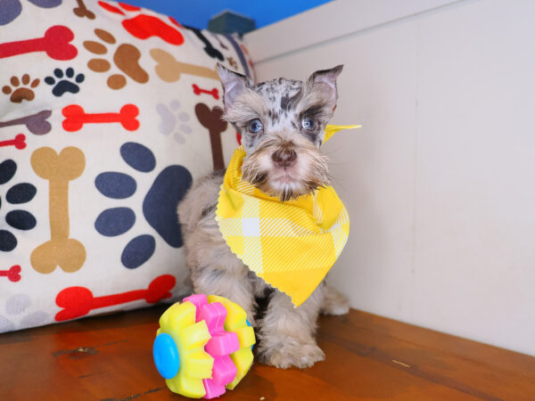 Robert Miniarure Schnauzer 01