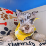 Robert Miniarure Schnauzer 02