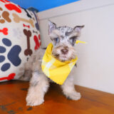 Robert Miniarure Schnauzer 03