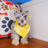 Robert Miniarure Schnauzer 04