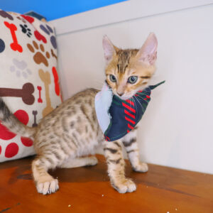 Romeo Bengal 01