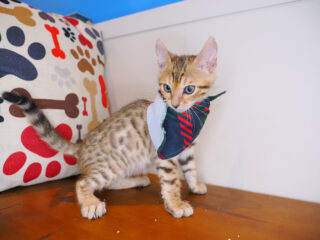 Romeo Bengal 01
