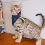 Romeo Bengal 02