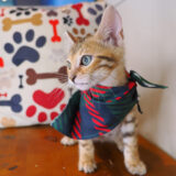 Romeo Bengal 03