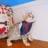 Romeo Bengal 04