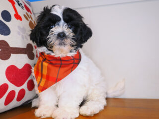 Ruckus Shihpoo 01